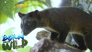 Born to be Wild Releasing civet cats back into the wild [upl. by Eliot]