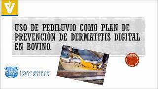 Uso de Pediluvio como plan de prevención de dermatitis digital en bovino [upl. by Keram460]