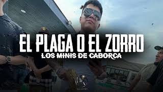 Los Minis De Caborca  El Plaga o El Zorro 2024 [upl. by Knut]