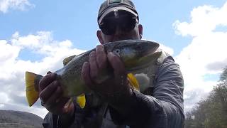 SPRING FLY FISHINGHITTING THE HENDRICKSON HATCH with Chris Walklet [upl. by Pris]