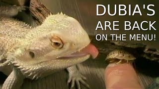 Bearded Dragon Eating Dubia Roaches Again Finally [upl. by Currier]