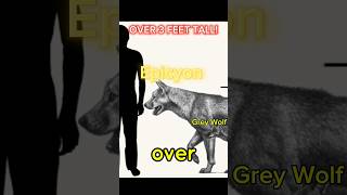 Your Dog Puppy 11000 years ago Meet the Epicyon shorts animal youtubeshorts wildlife [upl. by Ainecey]