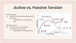 Length Tension Relationship Notes [upl. by Lanni797]