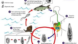 Siklus hidup Clonorchis sinensis [upl. by Buskus]