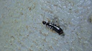 Unknown Earwig crawling HD [upl. by Paloma]