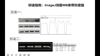 研途指南：ImageJ 测量western blot（WB）条带灰度值方法2 [upl. by Nawat]