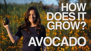 AVOCADO  How Does it Grow [upl. by Port]