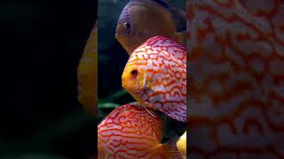 Fish Poem  Fun Rhyming Fish Song for Kids  Learn About Fish amp Ocean Animals abcd kidslearning [upl. by Hills]