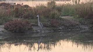 20241109 Naravni rezervat ŠKOCJANSKI ZATOK CICONIIFORMES Ardea cinerea SIVA ČAPLJA [upl. by Cannice586]