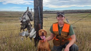 Sharptail Hunt with Vizsla Puppy Limits [upl. by Natsud]