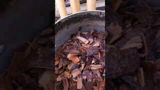 pine bark tanning  making tea tannins prt2 [upl. by Ambur9]