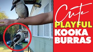 🥰🥳 Kookaburra Play dates kookaburra bird wildlifeofaustralia [upl. by Callum411]