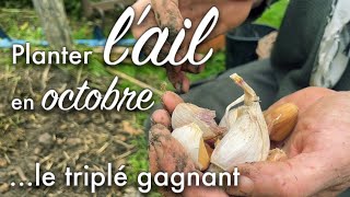 Planter l’ail en octobre  le triplé gagnant [upl. by Frederico]