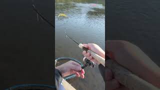 【AREA TROUT FISHING】 20241014 Part6 [upl. by Adlay]