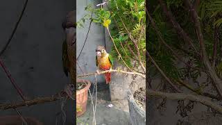 Green cheek conur funny roaming outing sunny weather conureparrot [upl. by Connelley]