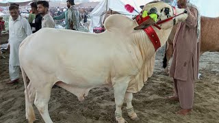 Teady Wacchy Manawan Lahore Mandi  EidulAdha 2023  Subscribe my channel for more videos 🤞 [upl. by Atteloc]