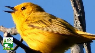 Yellow warbler call  song  sounds  Bird [upl. by Annay]