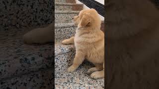 How to coax an angry and coquettish puppy Ask Chinese Pastoral Dog online Dog Cute Pet Debut Pla [upl. by Kenzie]