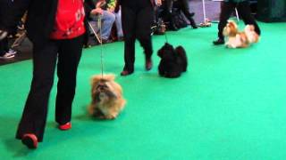 Crufts 2014 Shih Tzu Dog Challenge [upl. by Thaddeus]