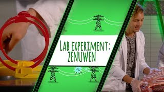 HOE WERKEN JE ZENUWEN  TOPDOKS LAB EXPERIMENT [upl. by Bourgeois258]