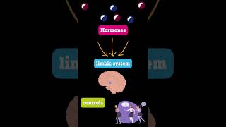 How puberty changes your brain [upl. by Aynuat958]