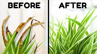 10 Tips To Stop Brown Tips On Your Spider Plant [upl. by Zampino]