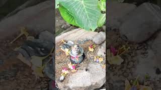 shiv video india shivupay pradipmishrajikeupay youtubeshorts upay shiv mahadev [upl. by Dorise258]