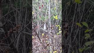 More of my fluffy Barred Owl maine coast lodge [upl. by Tsugua]