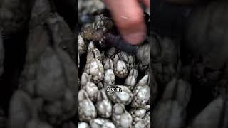 Why Gooseneck Barnacles Are 7 Times More Expensive Than Lobster [upl. by Annat]