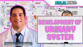 Embryology  Development of the Urinary System [upl. by Robena695]