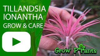 Tillandsia ionantha  grow amp care Air plant [upl. by Chaing]