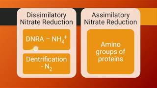 Diversity in Anoxic Ecosystems  Nitrate Reduction [upl. by Eirac223]