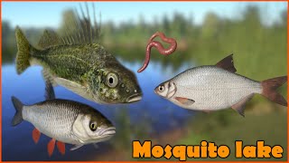 Mosquito lake  Komarówka  jazgarz ruffe white bream chub  Russian Fishing 4 RF4 [upl. by Sucramej135]