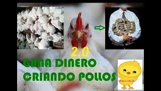 EMPEZAR UN NEGOCIO DESDE CASA “POLLOS DE ENGORDEquot broilers doble pechuga parrilleros 20 [upl. by Nayra600]