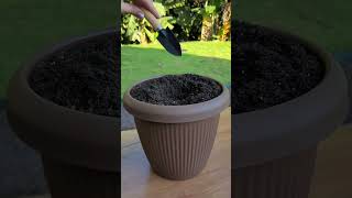 Potting Plants Like a Pro Quick amp Easy Guide in 60 Seconds [upl. by Zilada]