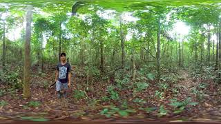 360º Video doTERRA Copaiba Essential Oil Sourcing [upl. by Covell31]