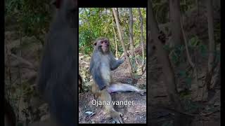 Funny dubbing monkey 1000 rupee dakshina funny sofunny [upl. by Yeslek970]