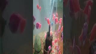 Many small pink and purple colored fish are swimming together in the aquarium water fish🐠shorts [upl. by Saqaw948]