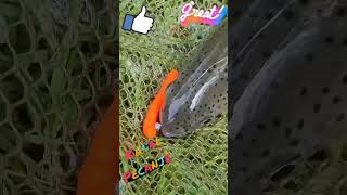 pastrmka  kanal pecanje ribolov losos fishing reels shortvideo shorts reel trout serbia [upl. by Cowie]