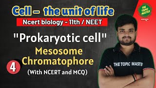 mesosome and chromatophore [upl. by Retrop108]