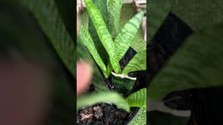 Snake plant propagation update 😊🪴 shorts ytshorts sansevieria snakeplant [upl. by Race218]