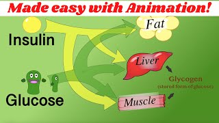 Insulin glucagon amp glycogen regulation Made simple with animation [upl. by Corley]