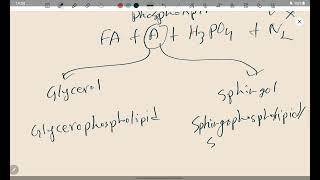 Phospholipid এর corelation  Lipid  Medical Biochemistry [upl. by Milewski]