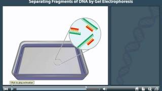 Gel electrophoresis animation [upl. by Carlynn]