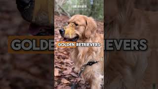 80 Golden Facts About Golden Retrievers That Will Make Your Tail Wag MUSTWATCH 2024 p3 hstm [upl. by Hadleigh]