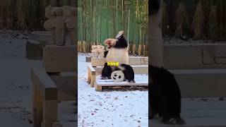 Why We Love The Giant Panda facts animals education panda [upl. by Alvita636]