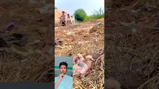 Pagal bacche ne kabutar ke bacchon Ko fenk Diya pigeon viral new short video [upl. by Grimona]