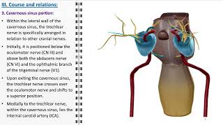 Trochlear nerve [upl. by Xila765]