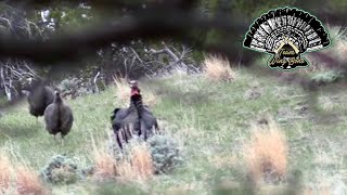 Boss Gobbler comes in on a string with hens in tow  Wyoming Turkey Hunt [upl. by Nerag]