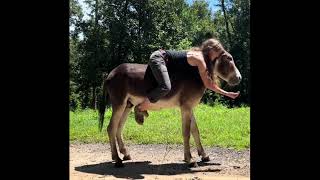 Donkey Riding donkeyriding donkey animals horseride buffaloriding [upl. by Miett252]